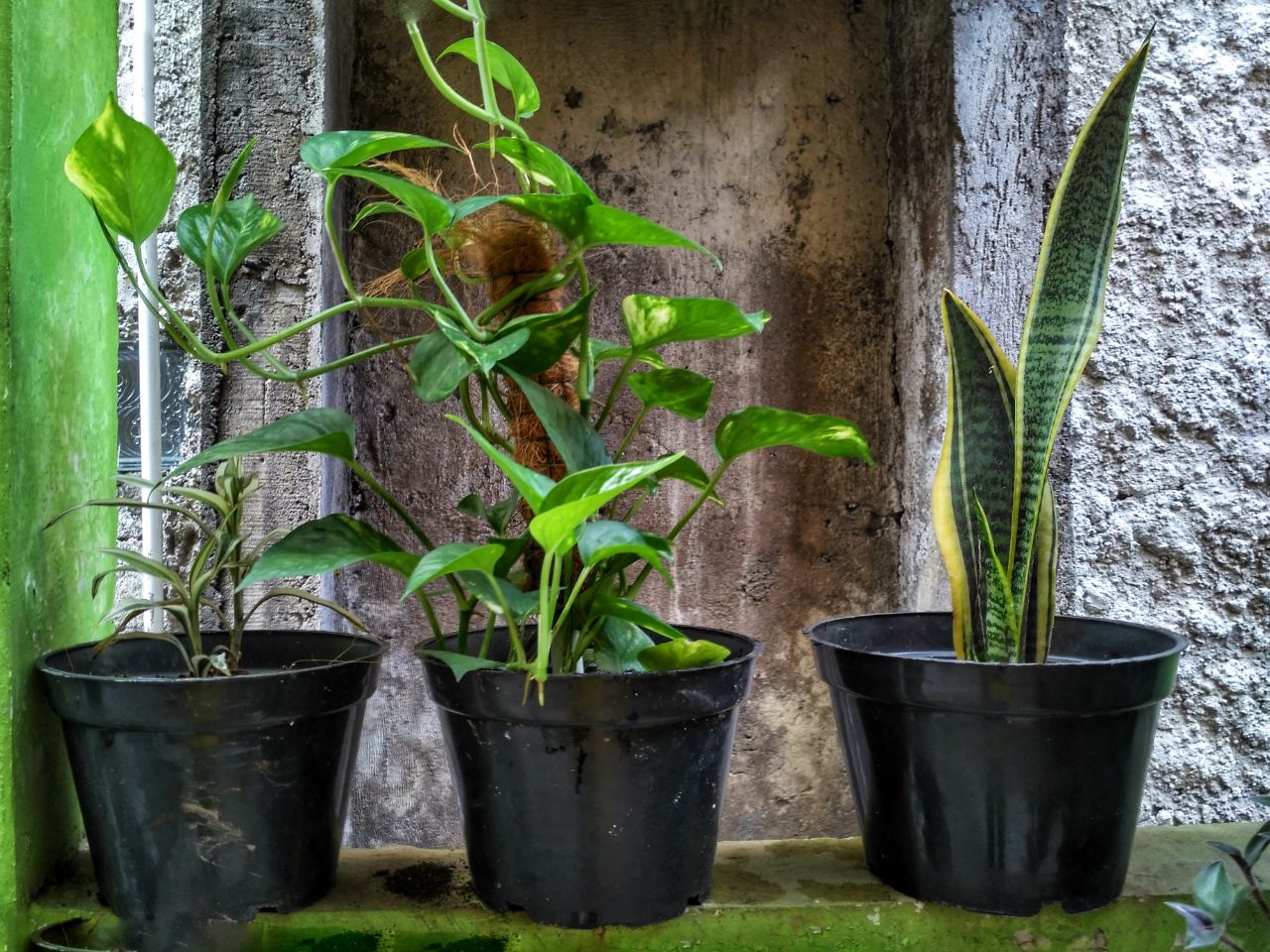 Three potted ornamental plants: pothos, snake plant, and a small green plant.