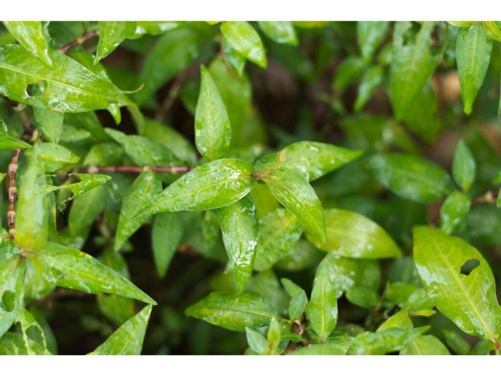 Kinh Gioi plant with vibrant green leaves, some with insect damage.