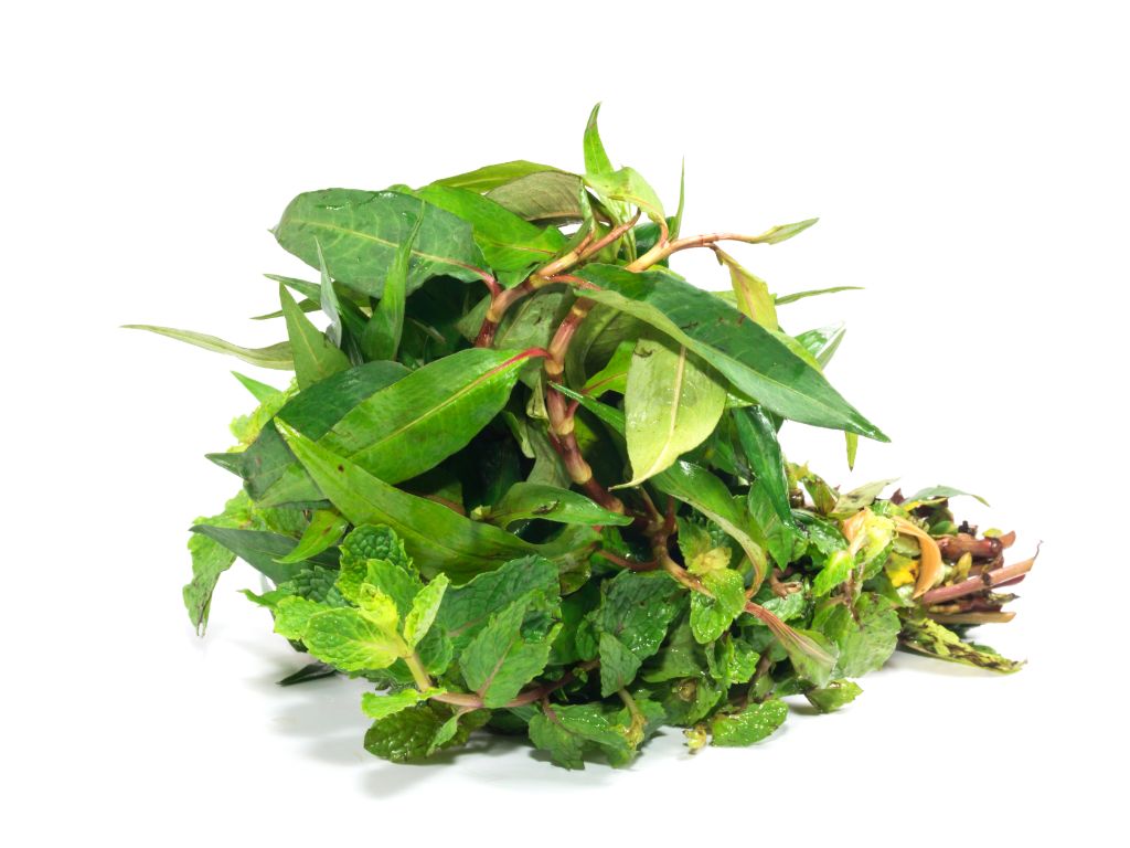 Fresh kinh gioi (Vietnamese mint) herbs, ready for planting.