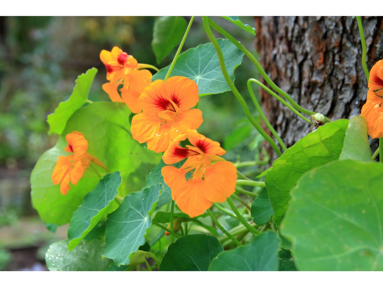 Orange nasturtium flowers climbing near a tree trunk.