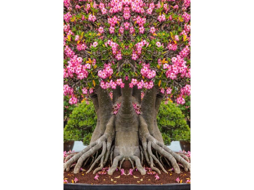 Desert rose bonsai with pink flowers and exposed roots, a stunning example of hardy plant seeds.