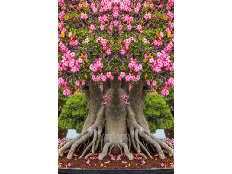 Top 10 des Graines de plantes rustiques et sauvages à avoir chez soi