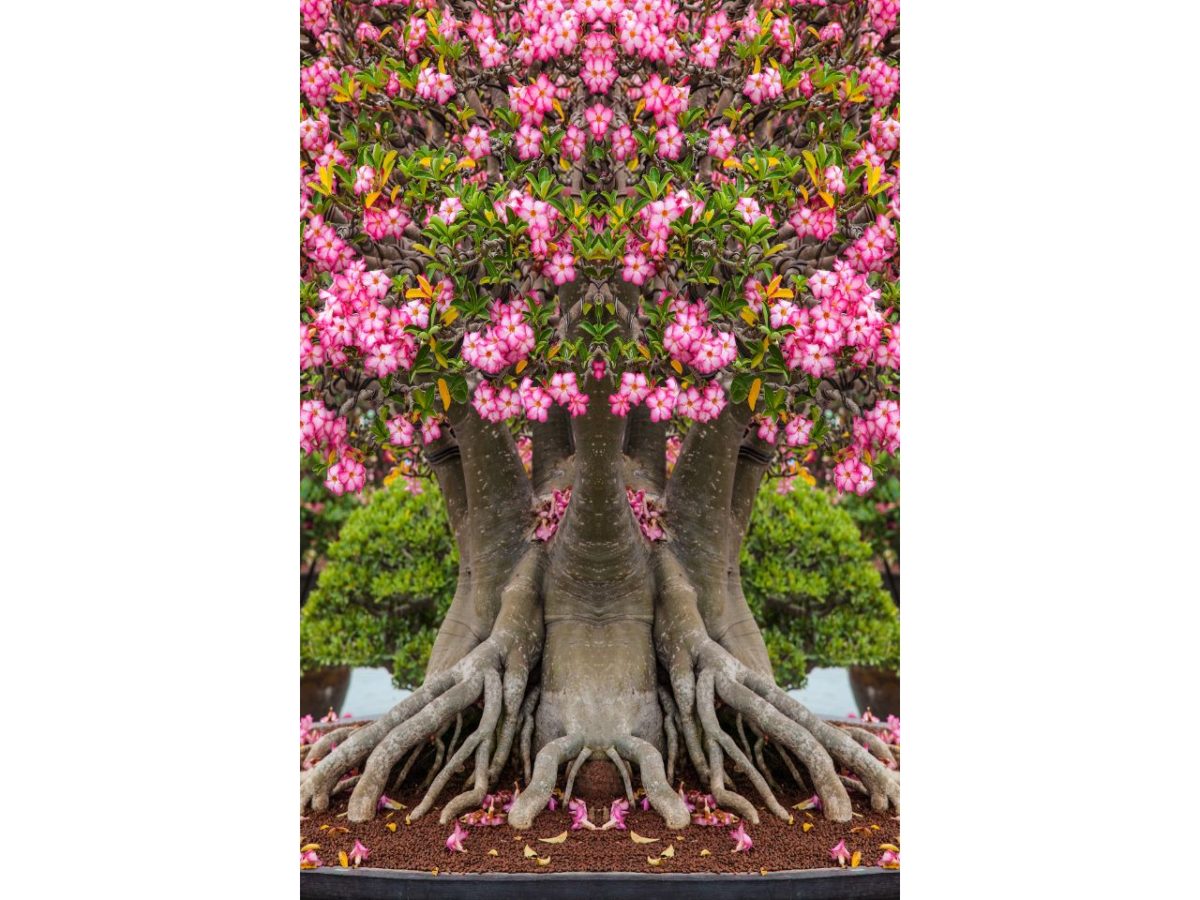 Desert rose bonsai with pink flowers and exposed roots, a stunning example of hardy plant seeds.