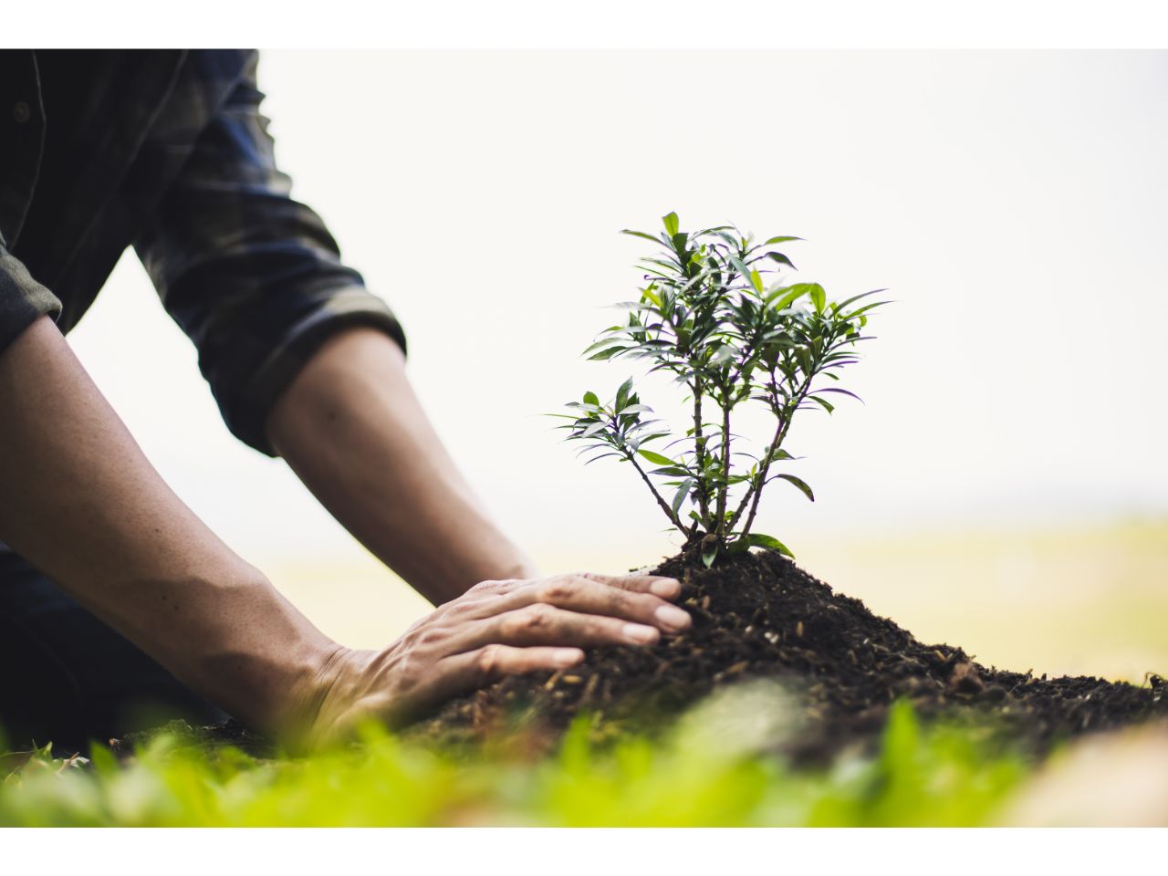 Planting a seedling in soil. New growth.