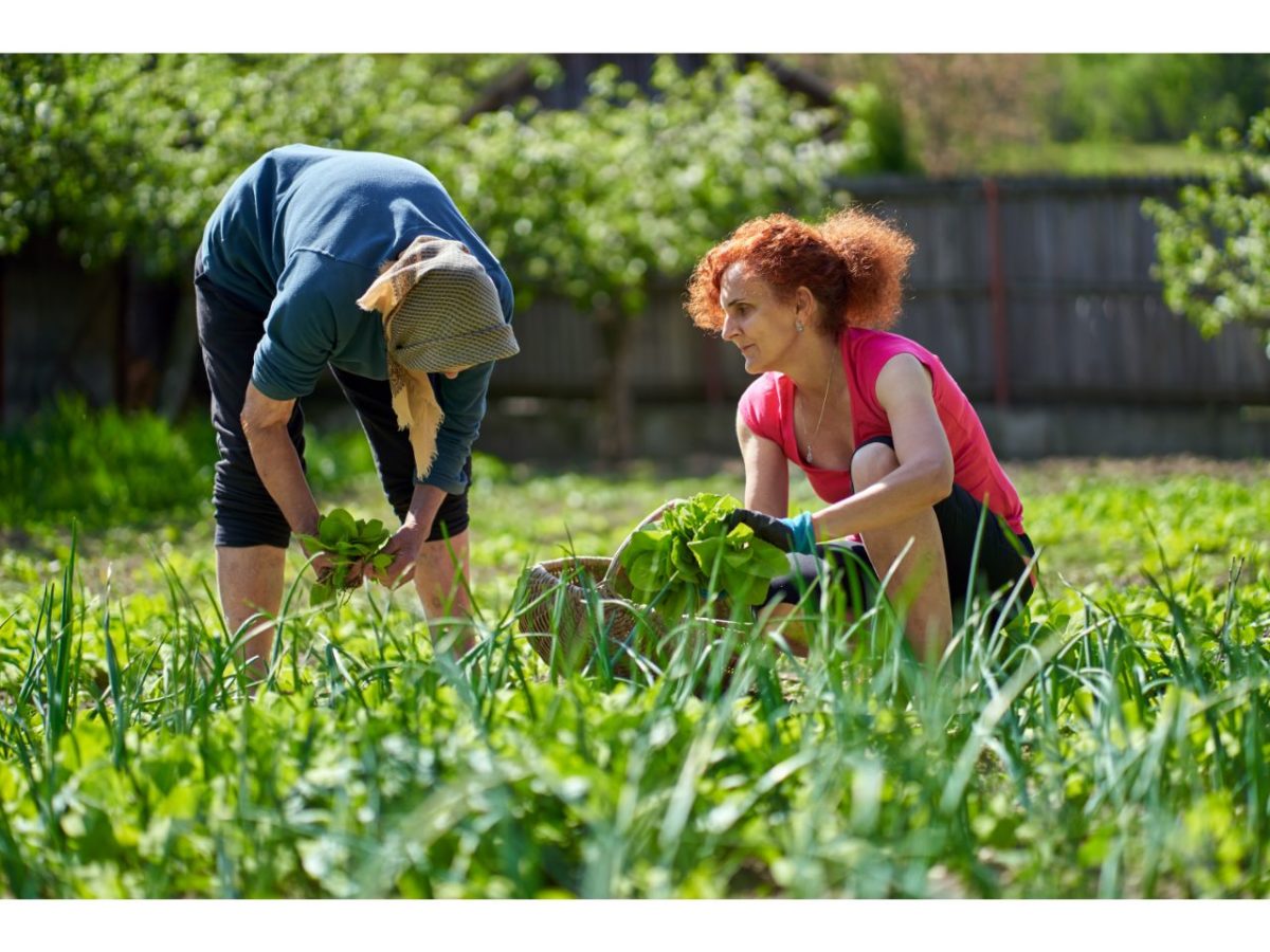 Two women harvesting edible plants in a lush garden, gathering top 10 edible seeds.