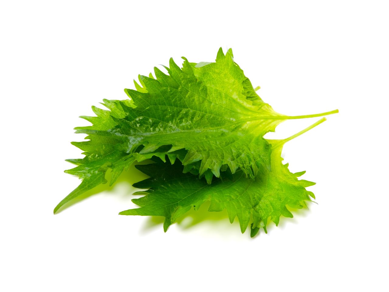 Fresh green Shiso leaves, showcasing their jagged edges and vibrant color. Tout savoir sur le Shiso vert.