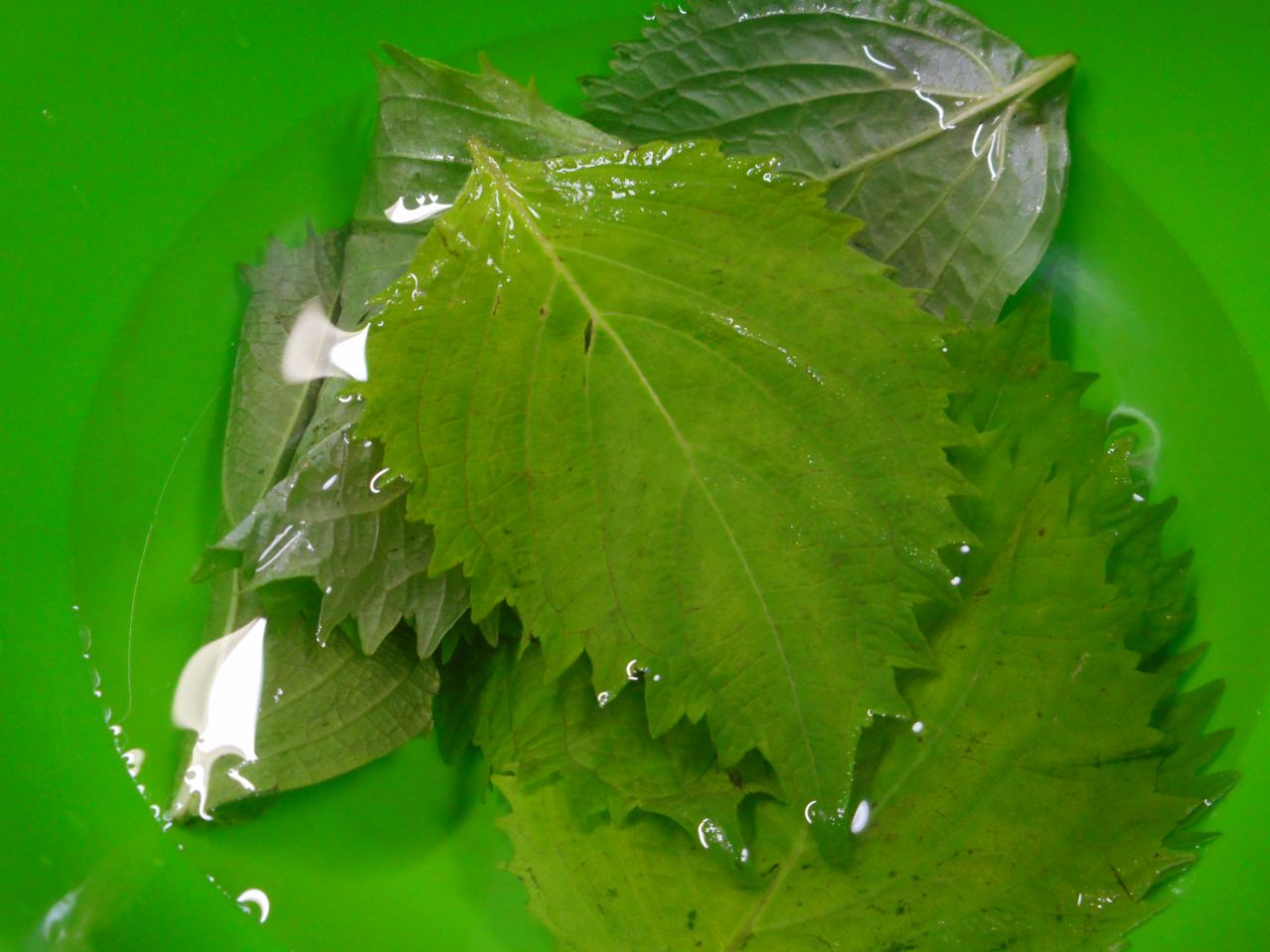 Fresh green shiso leaves soaking in water in a bright green bowl.