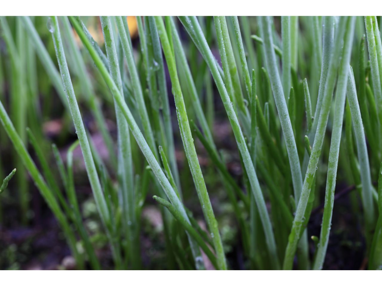 Fresh organic chives growing in soil.