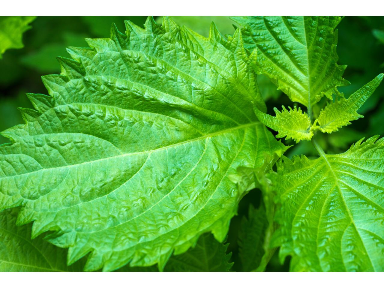 Close-up of vibrant green Shiso leaves with jagged edges, showcasing their textured surface.