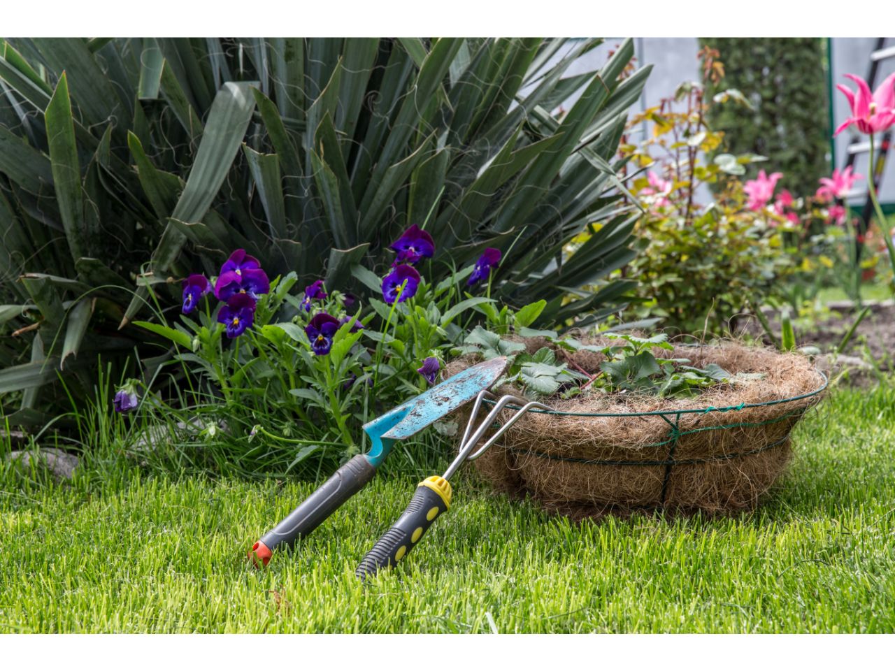 Garden tools and a hanging basket with plants, violets in the background.