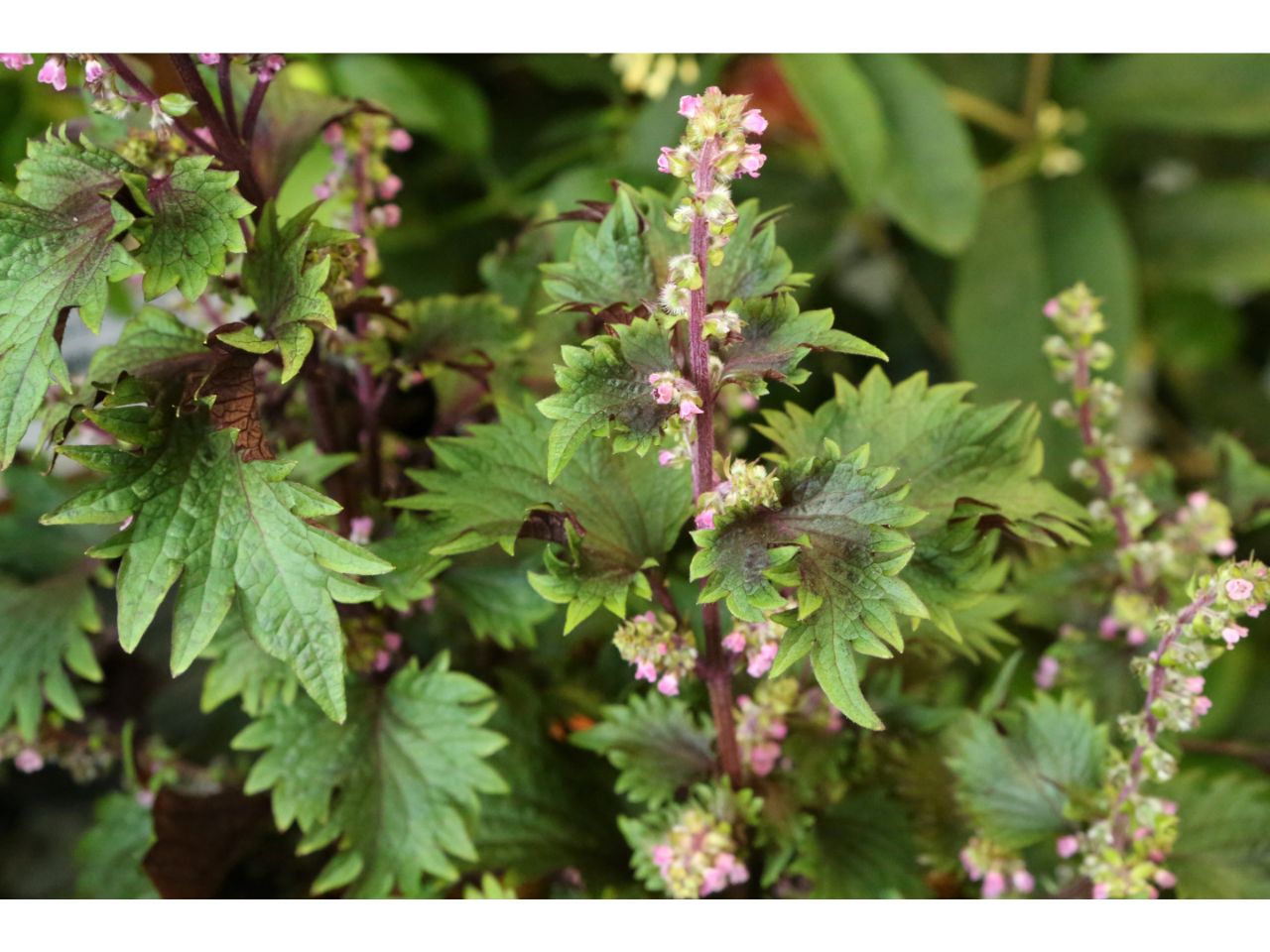Shiso plant (Perilla frutescens) with green and purple leaves, and pink flower spikes.