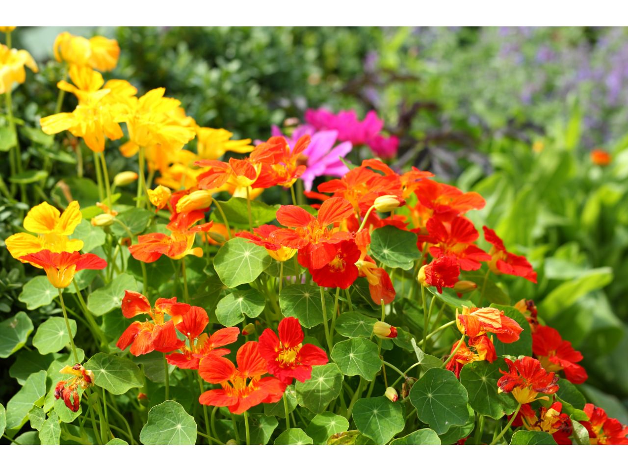 Colorful nasturtium flowers in a garden, including orange, red, and yellow blooms.