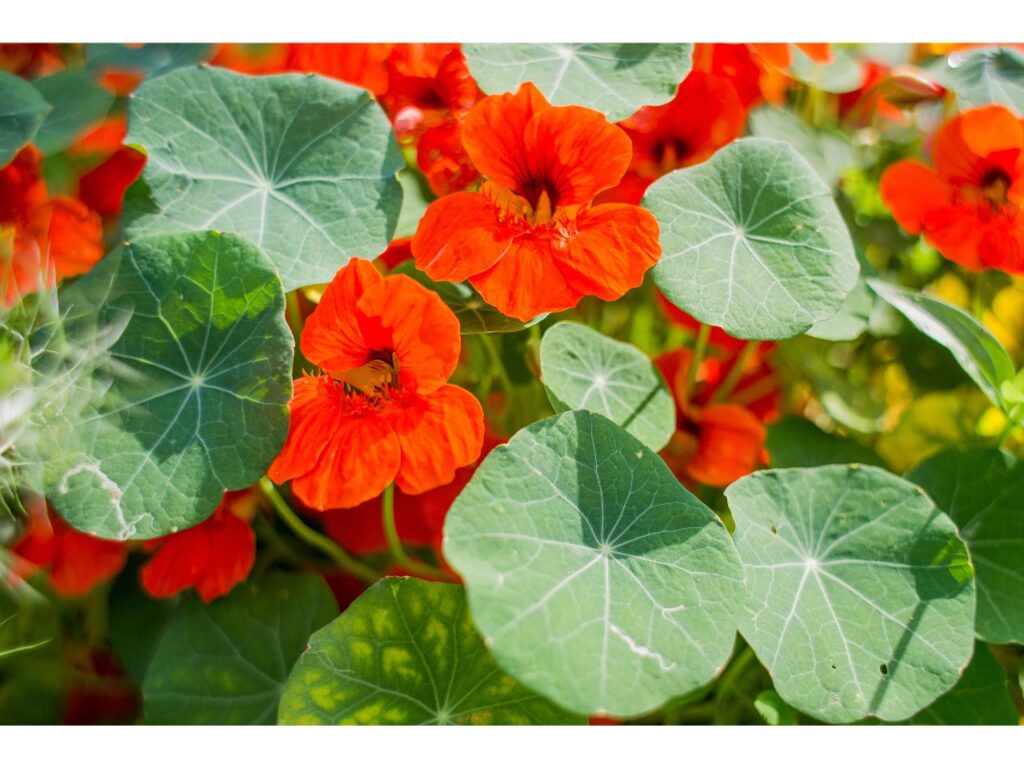 Bright orange nasturtium flowers with round green leaves.