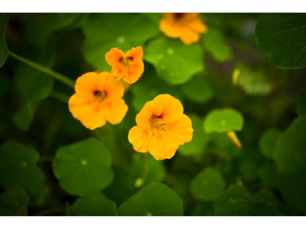 Bright yellow nasturtium flowers with round green leaves.