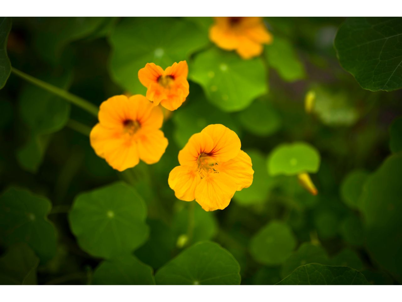 Bright yellow nasturtium flowers with round green leaves.