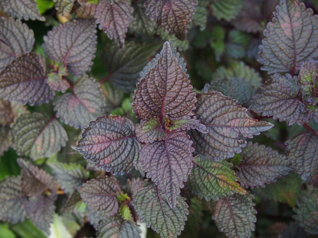 Close-up of vibrant purple and green Shiso leaves, also known as Perilla frutescens.