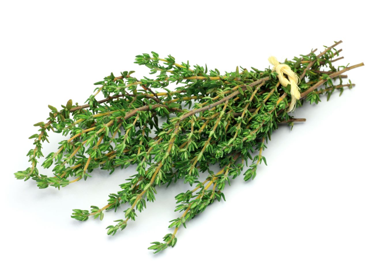 Fresh thyme bunch tied with string. Where to plant thyme aromatic seeds.
