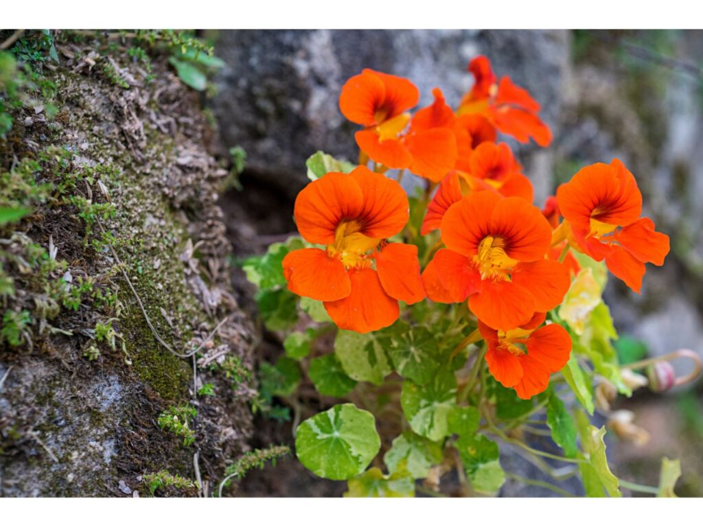 Orange nasturtium flowers blooming near a stone wall covered in moss.