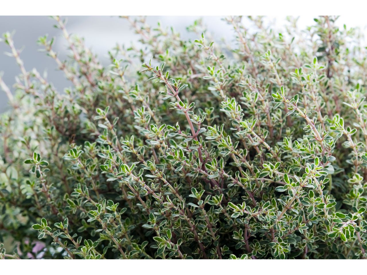Variegated thyme plant with green and white leaves.