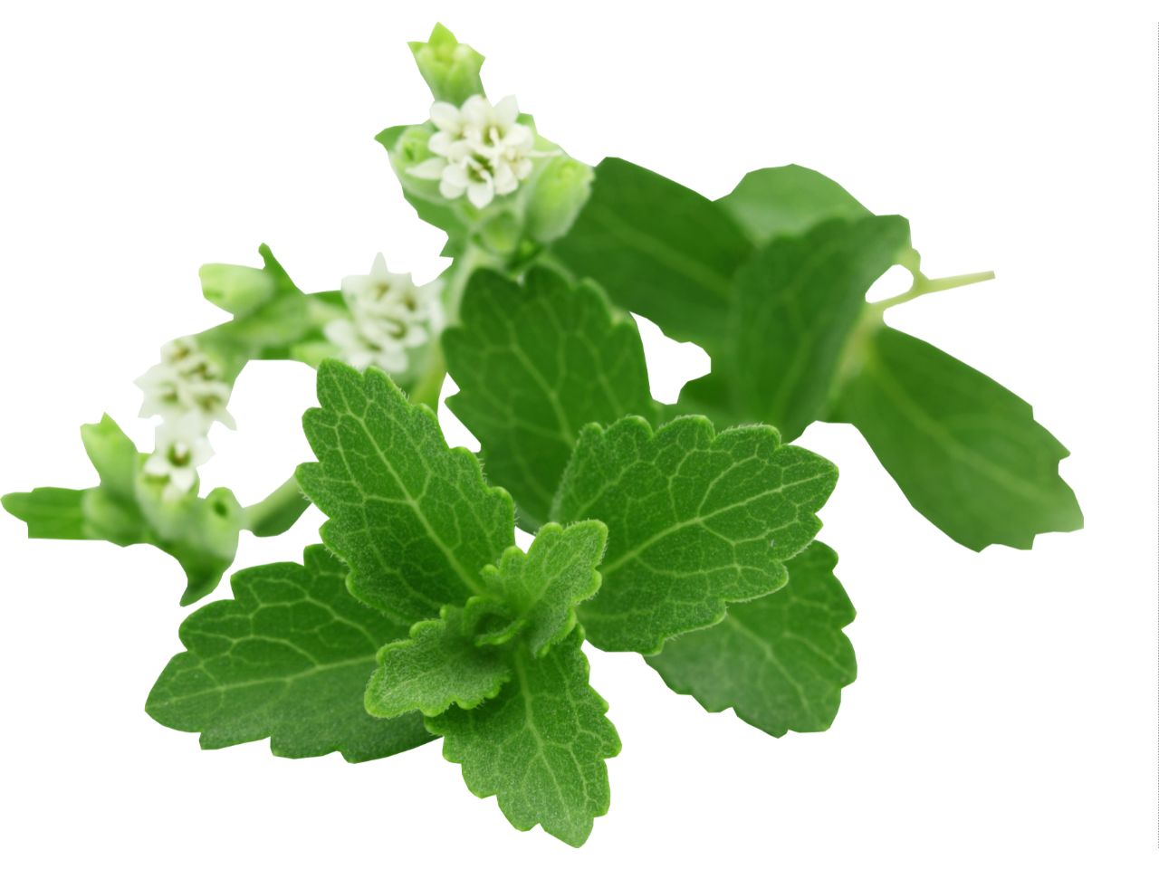 Stevia plant with green leaves and small white flowers.