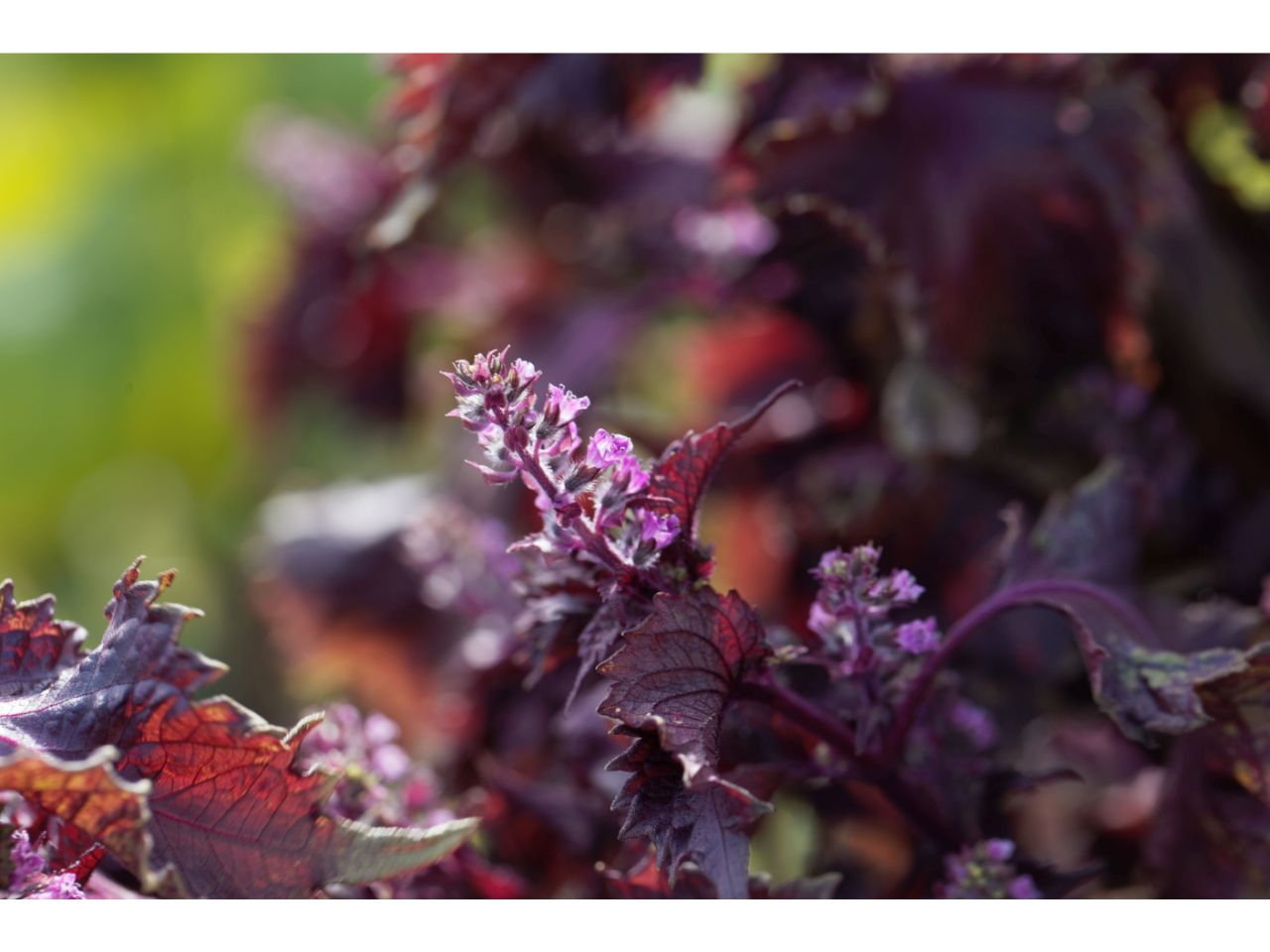 Close-up of purple Shiso Bio Perilla Frutescens flowers and leaves.