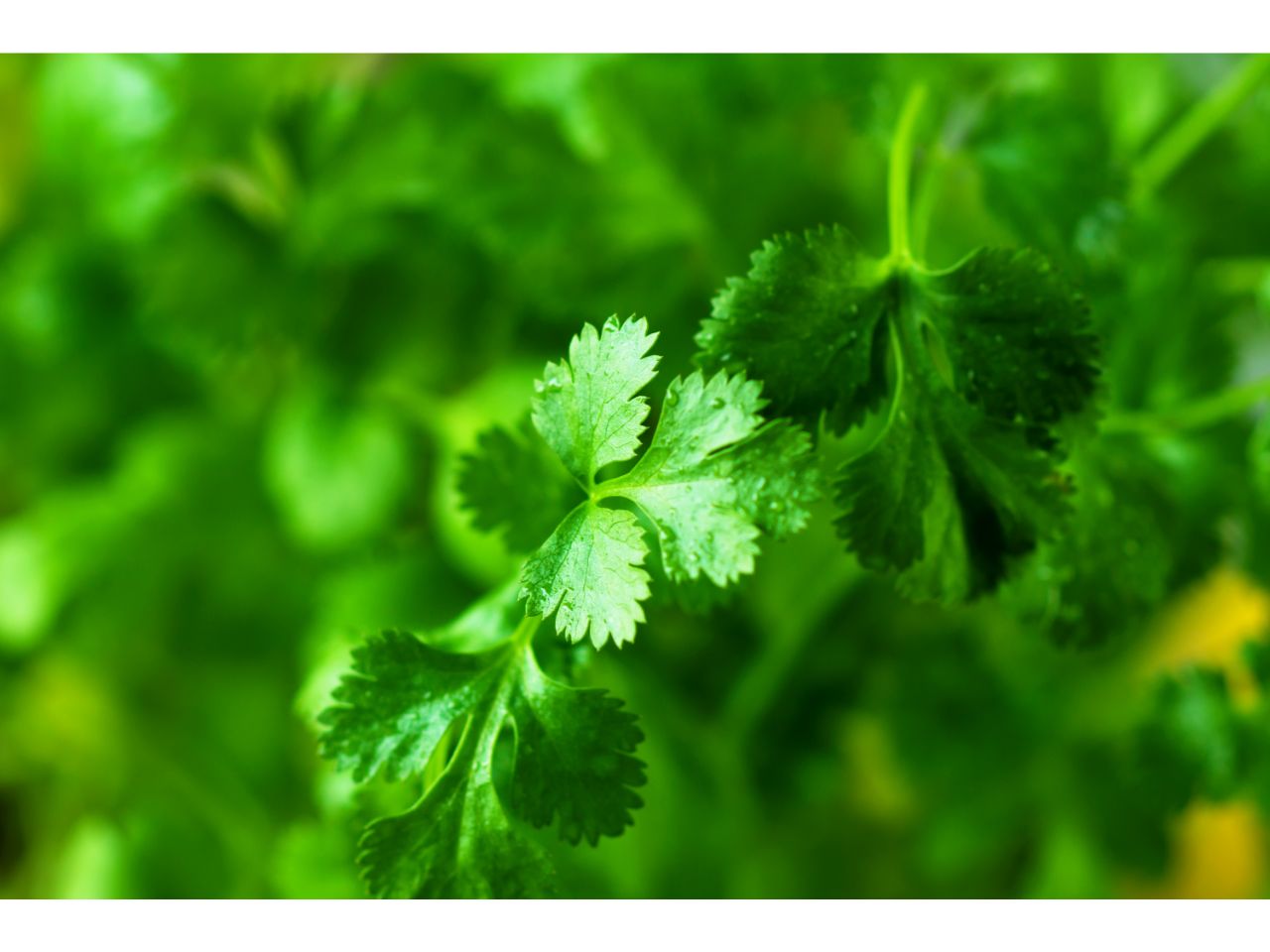 Fresh organic cilantro, close-up. Tout savoir sur la Coriandre bio.