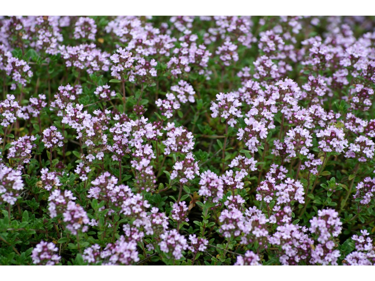 Blooming thyme plant with delicate purple flowers, a key ingredient for aromatic herb seeds.