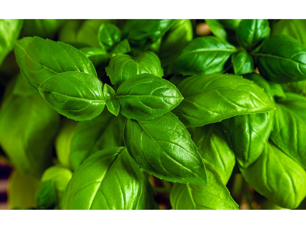 Fresh green basil leaves. Prix des Basilics sacré bio, or price of organic sacred basil, may vary.