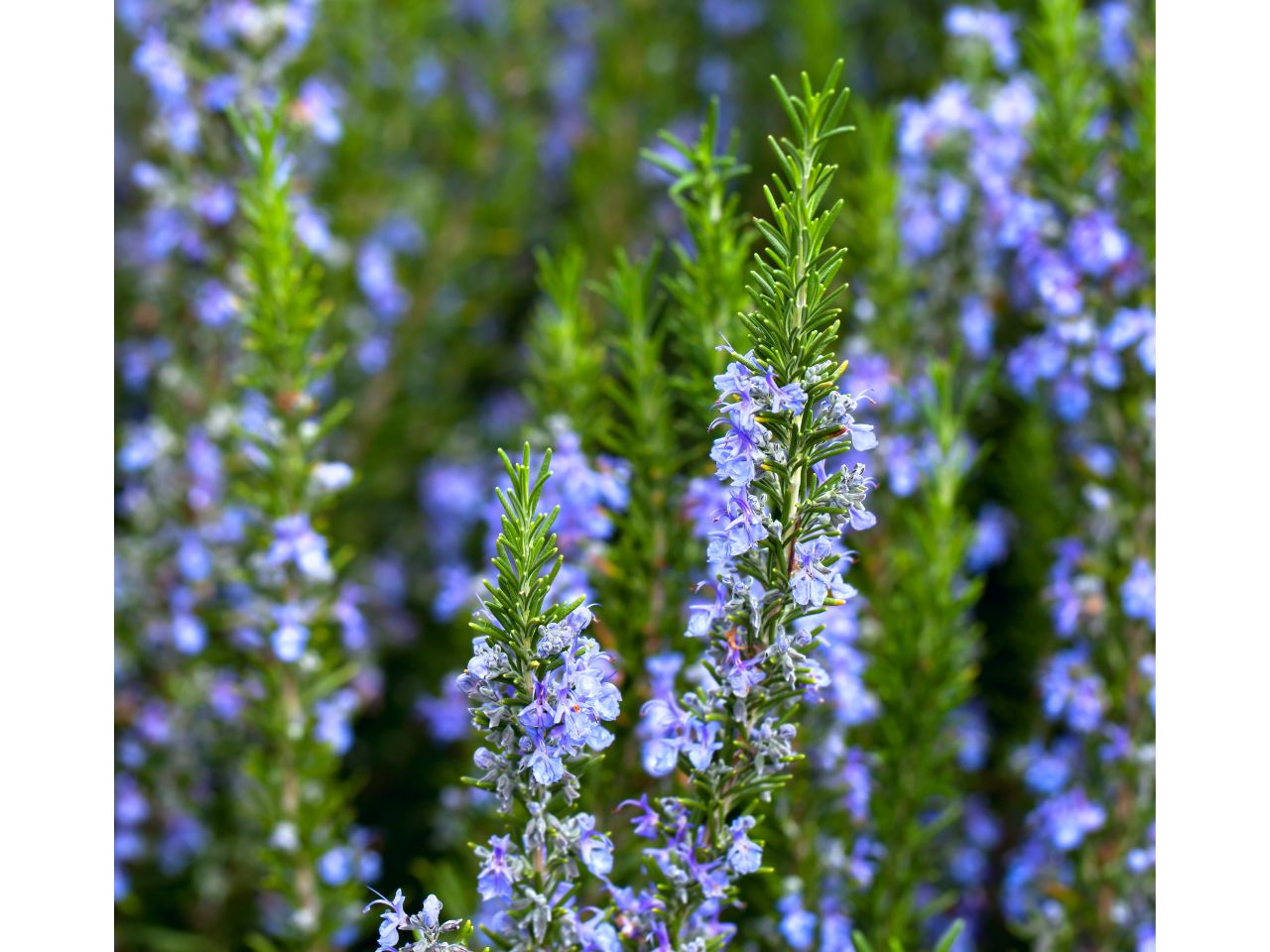 Blooming rosemary plant with vibrant blue flowers and green leaves.
