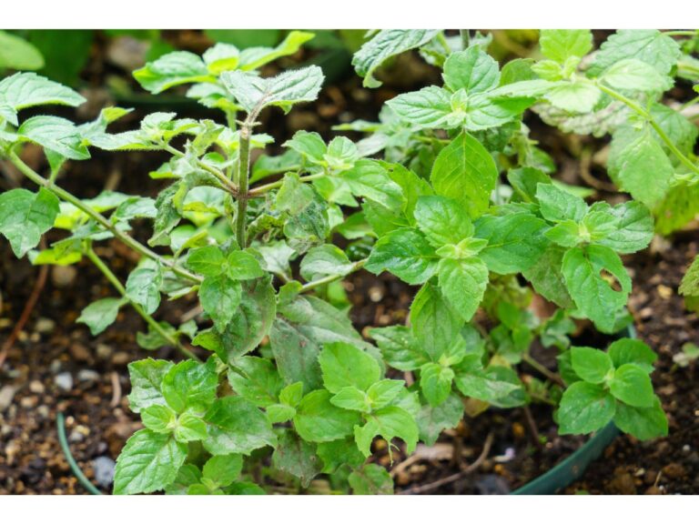 Où planter Menthe Citron ?