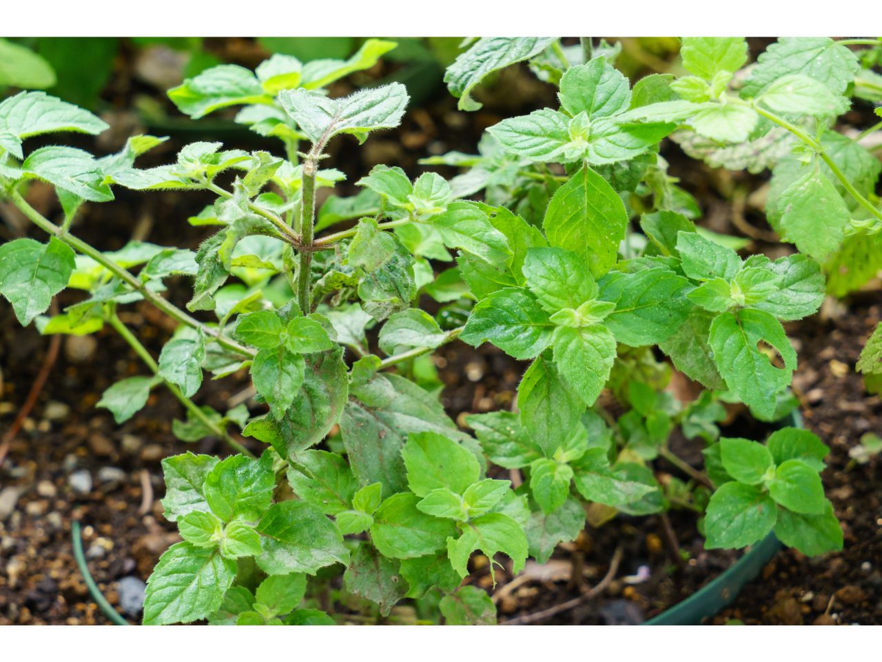 Fresh lemon mint plant growing in soil, ready for planting.