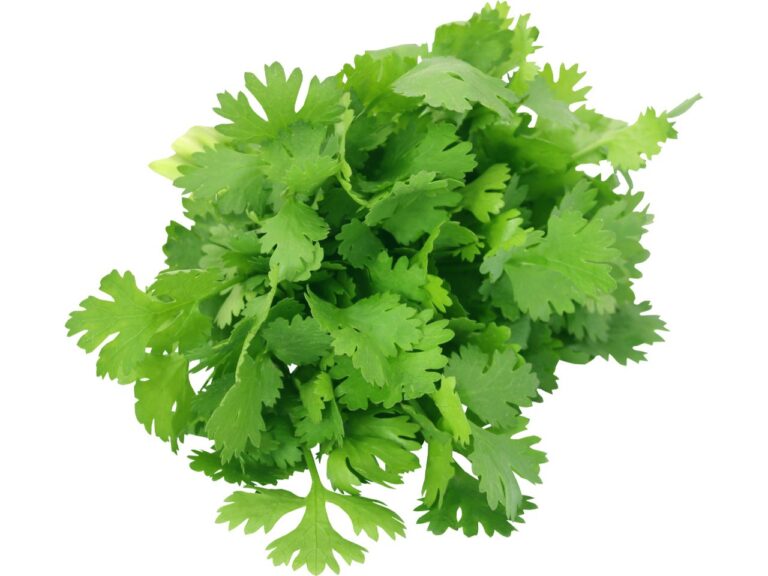 Où planter la coriandre ?
