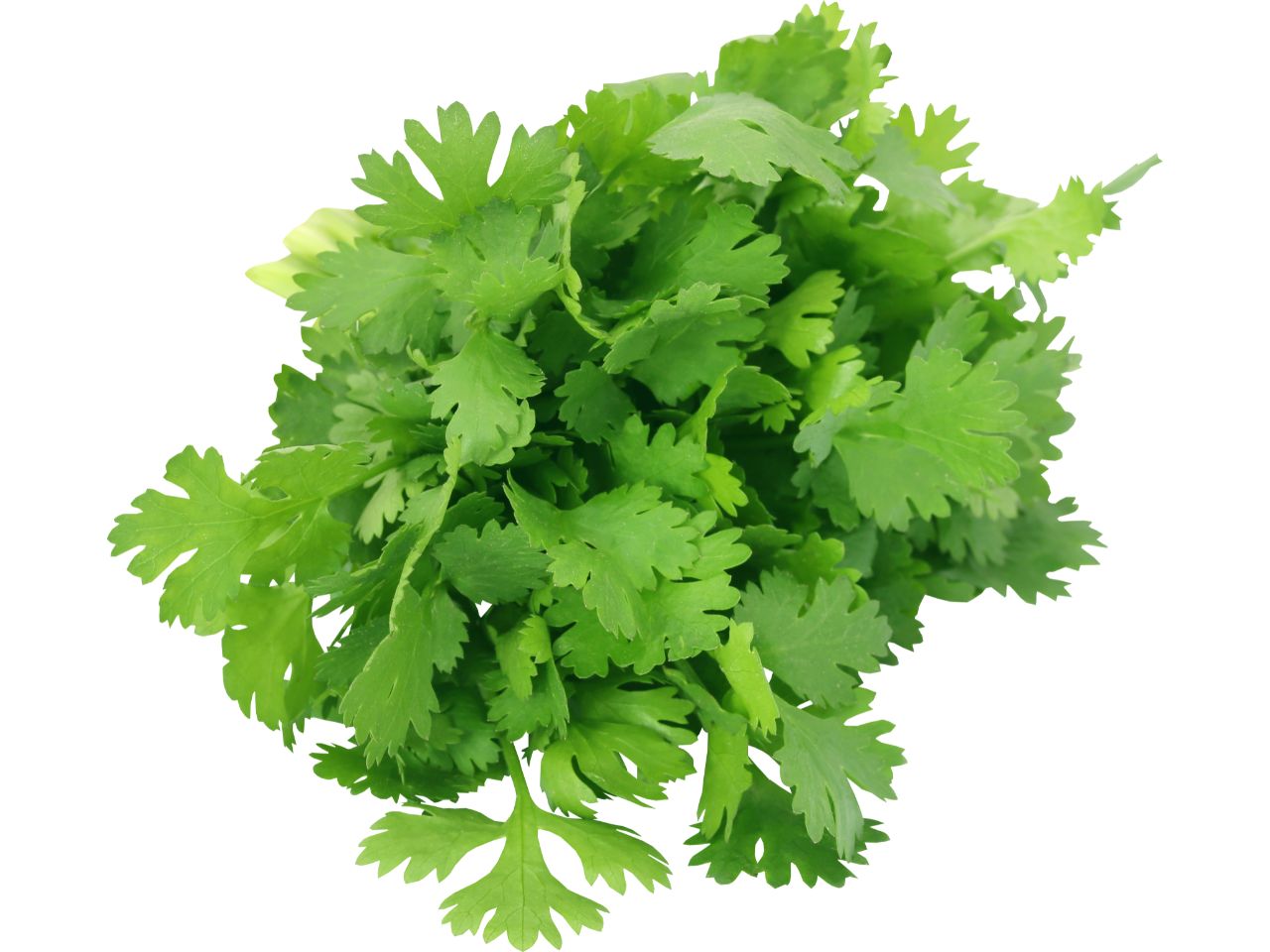 Fresh cilantro bunch. Where to plant cilantro? Learn more in the blog!