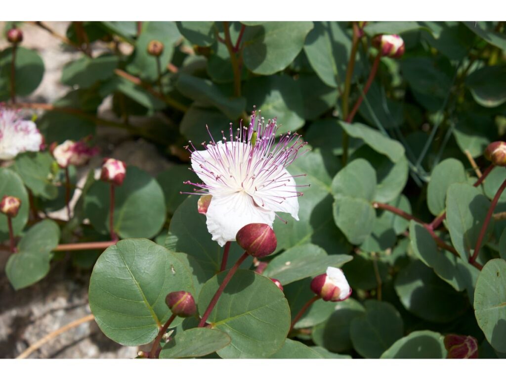 Caper bush (Capparis spinosa) flower with purple stamens and green leaves, buds nearby.