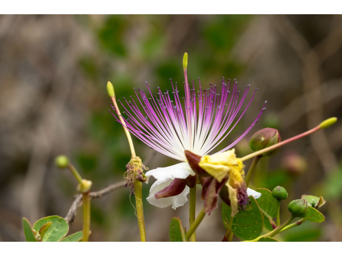 Caper bush flower with purple stamens, buds, and green leaves.