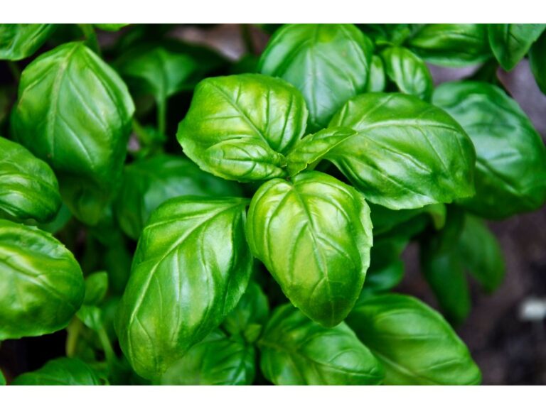 Où planter le Basilic Grand Vert ?
