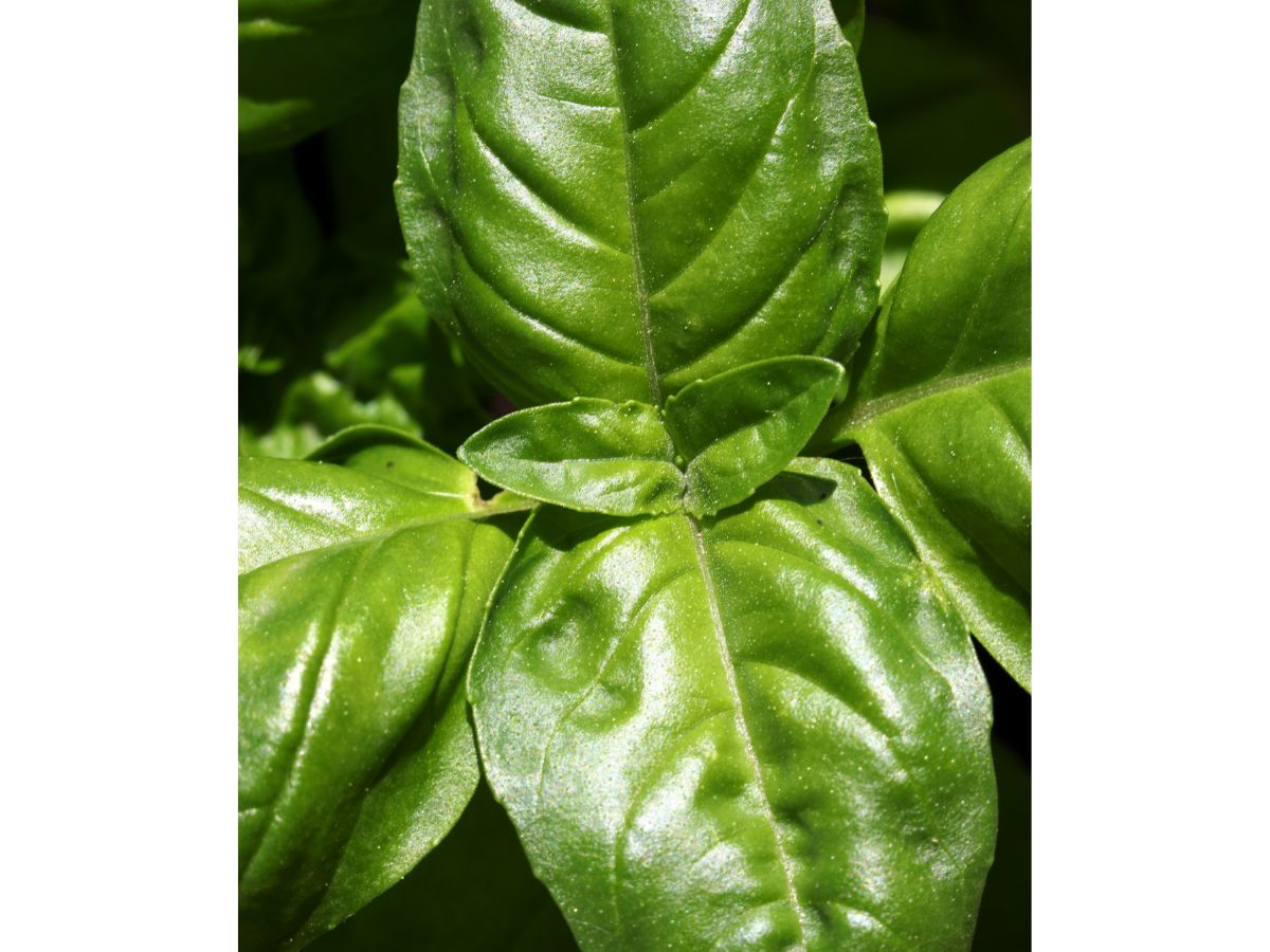Close-up of fresh, green Genovese basil leaves.