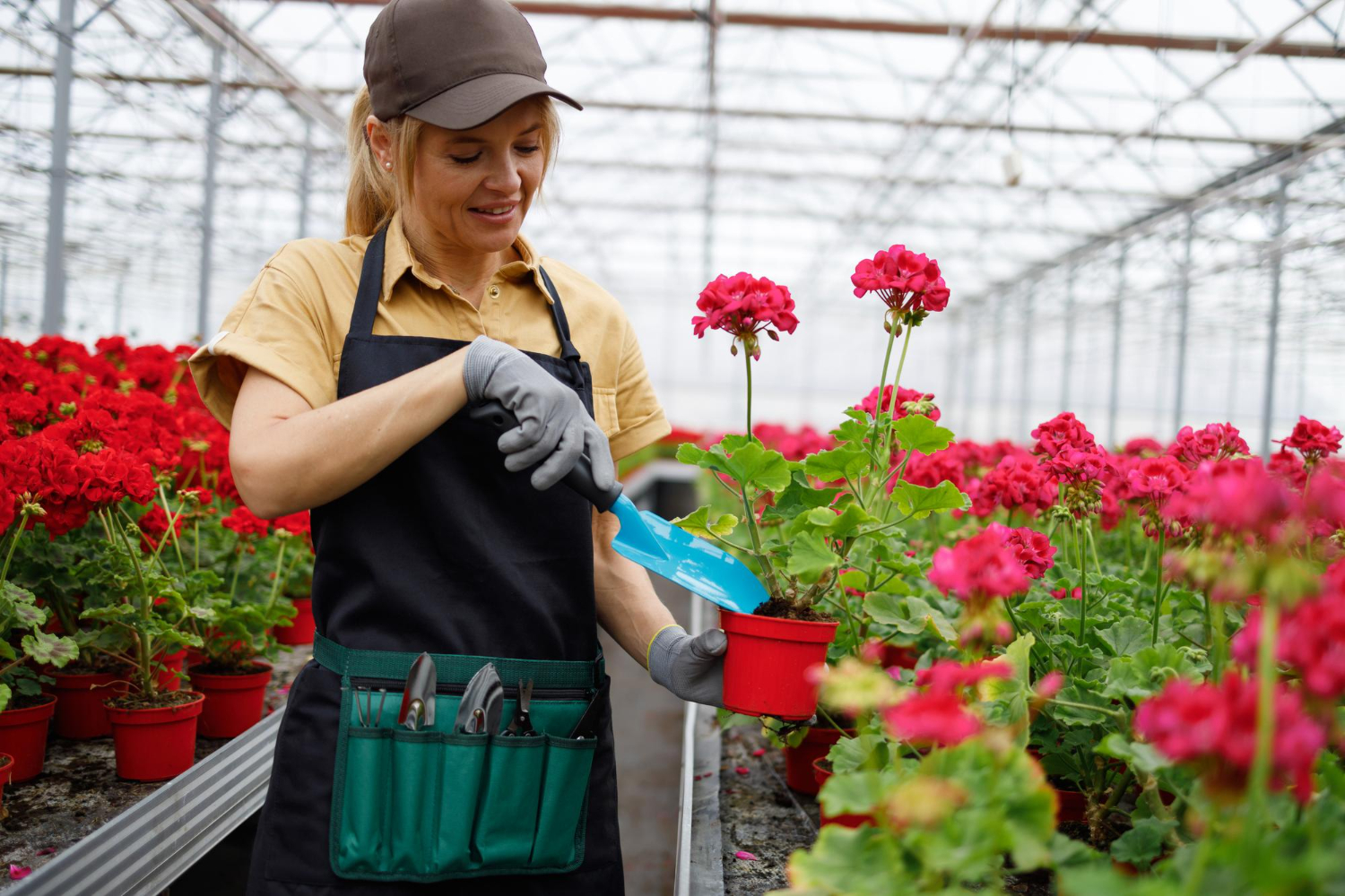 Woman in gardening apron potting red geraniums in a greenhouse.