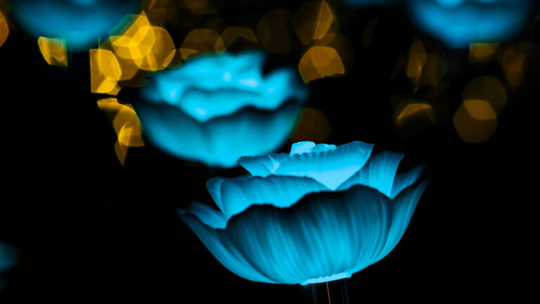 Qu’est-ce que le lotus bleu ?