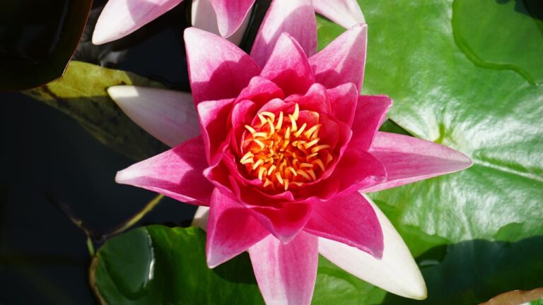 Lotus bleu infusion : comment le préparer et ses bienfaits sur le corps