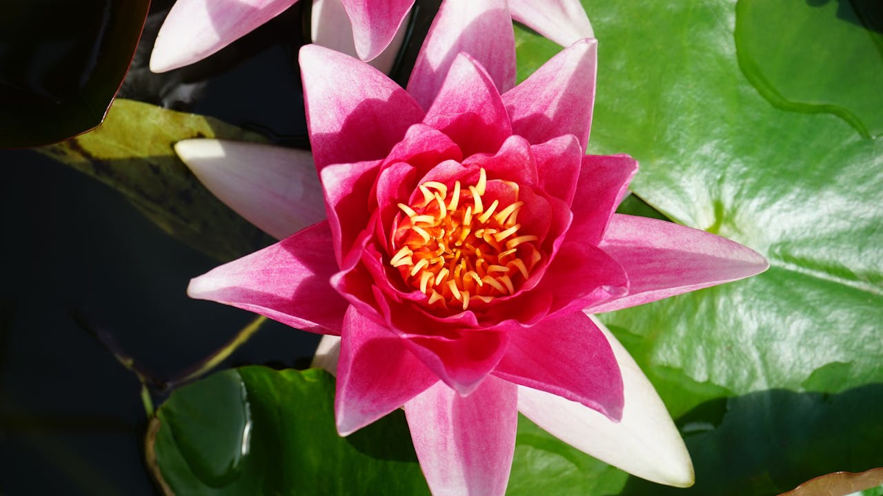 Pink lotus flower with yellow center, surrounded by green lily pads in water.