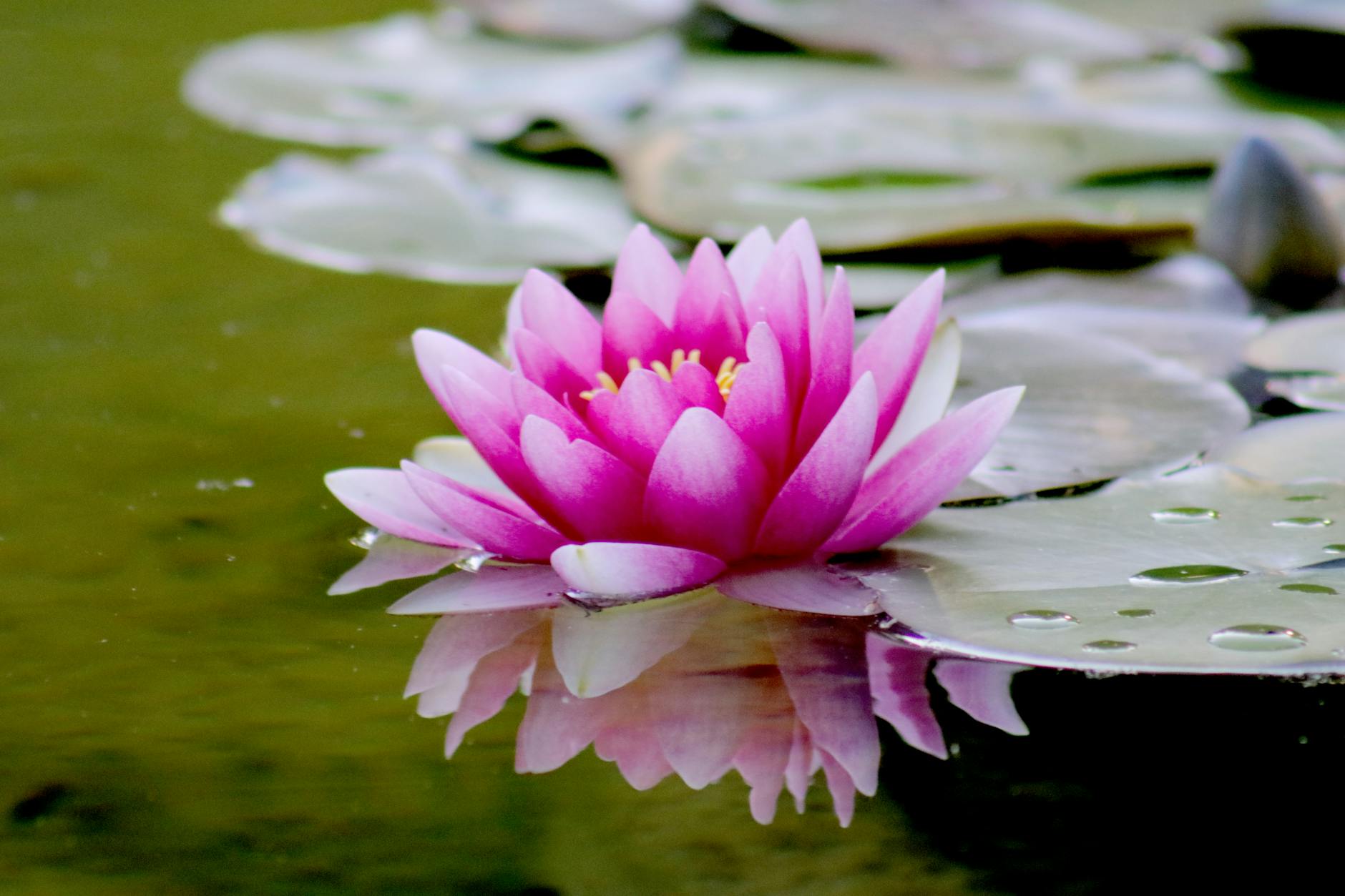 Pink lotus flower reflected in pond water with lily pads