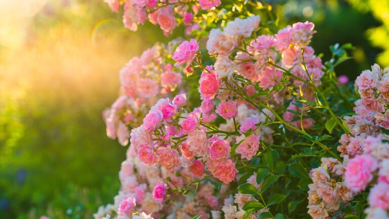 Quels sont les plantes qui fleurissent le plus longtemps ?