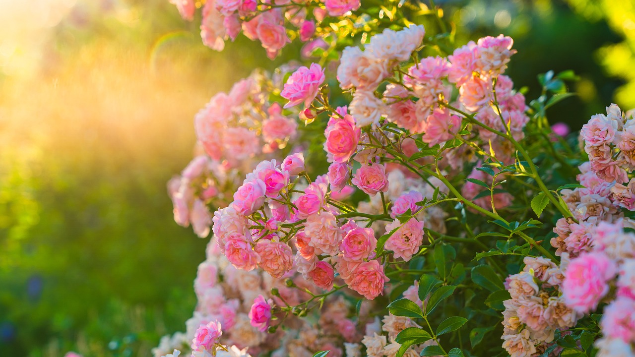 Pink roses blooming in a garden, capturing the beauty of long-blooming plants.