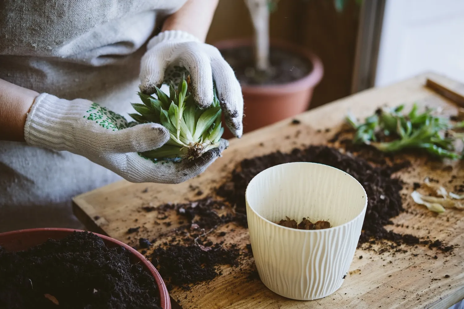 Person planting a succulent in a white pot, surrounded by soil.