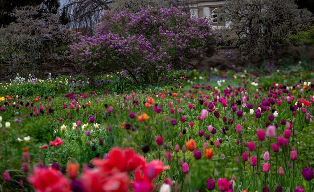 Colorful tulip garden with purple lilacs in bloom. A beautiful spring landscape.