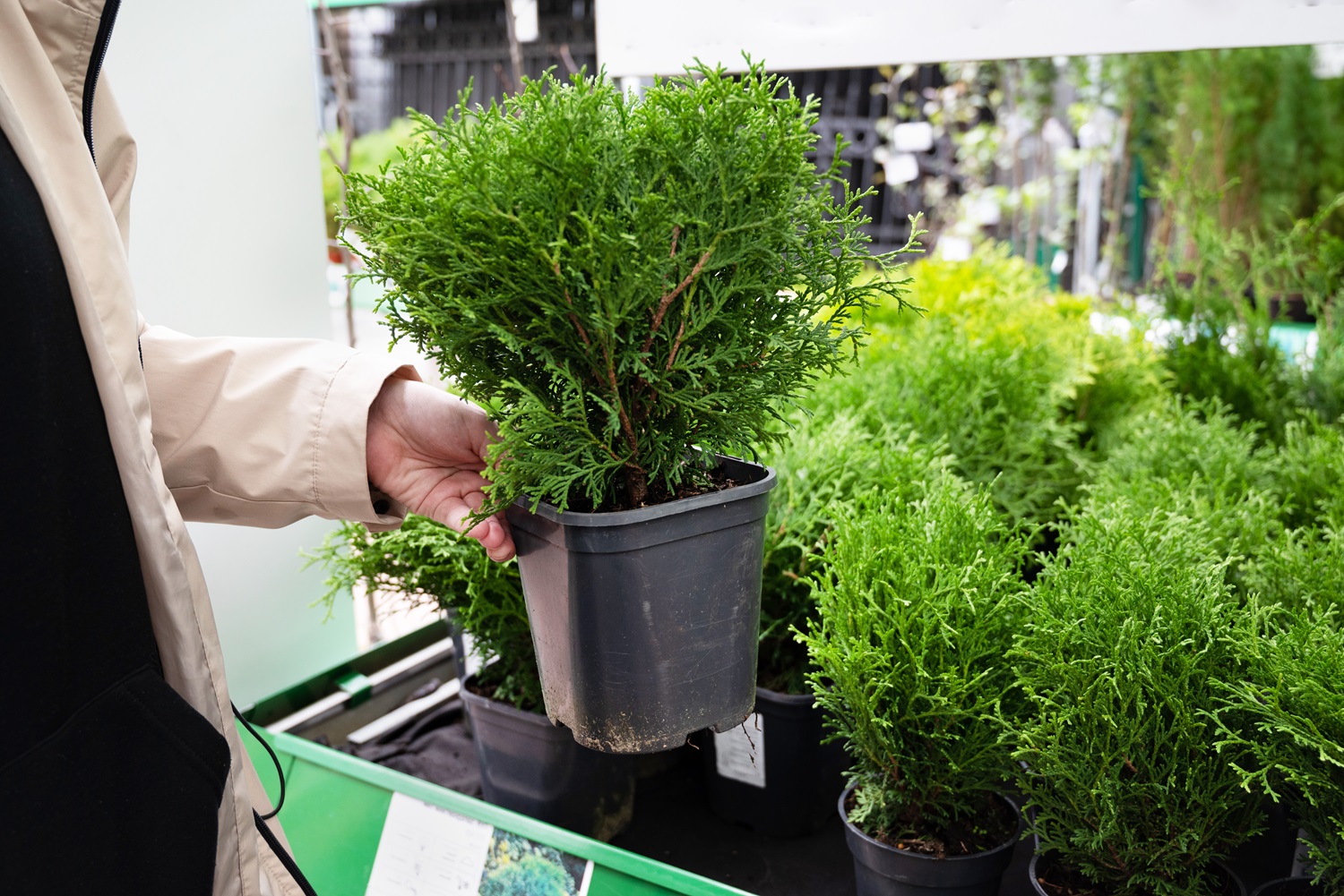 Person holding a small Thuja plant in a pot. Cypress or Thuja choices.
