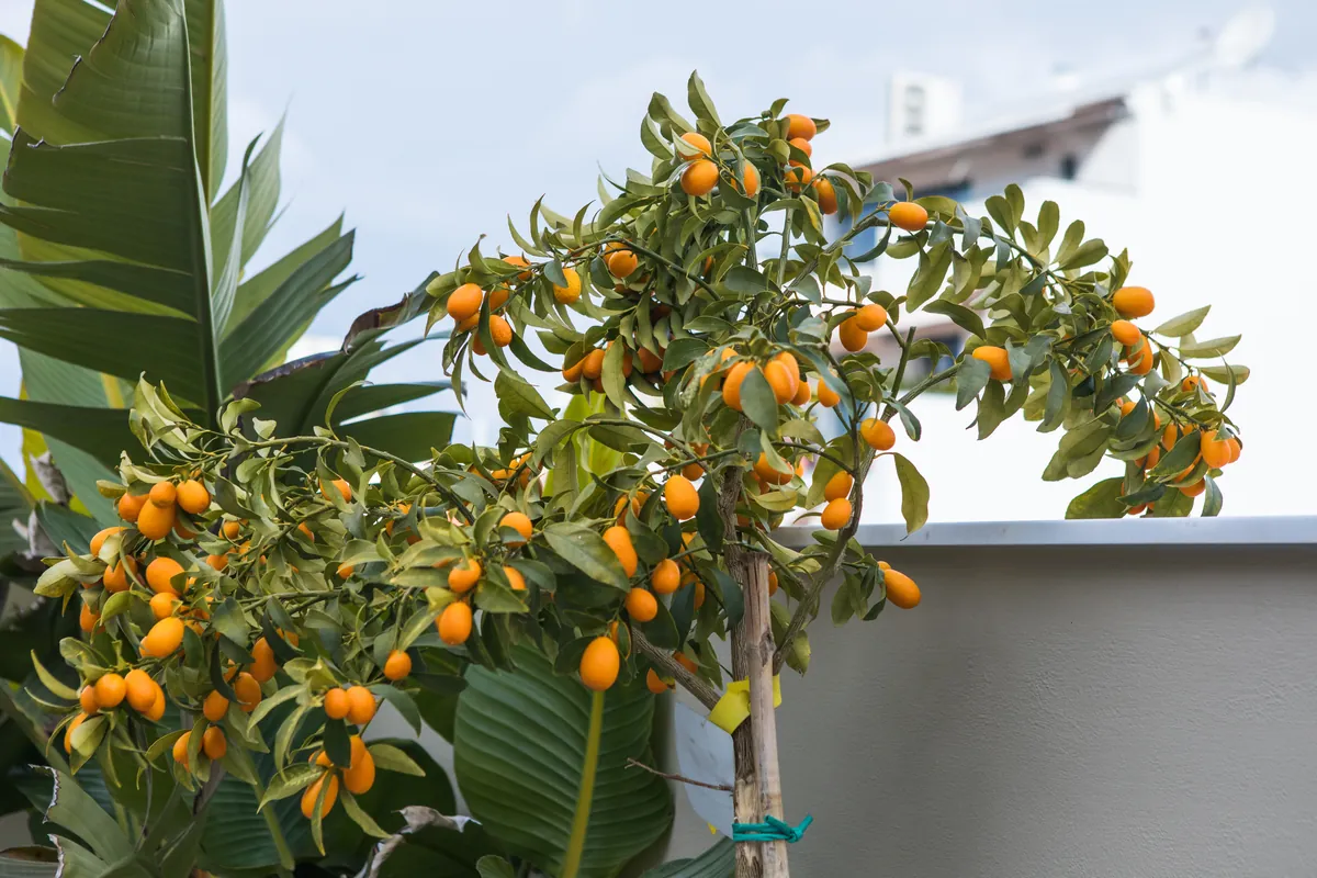 Kumquat tree laden with ripe orange fruit, perfect for a home orchard.