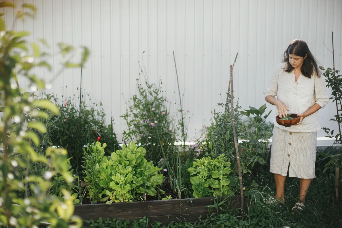 Woman gardening in September, holding bowl of harvest.