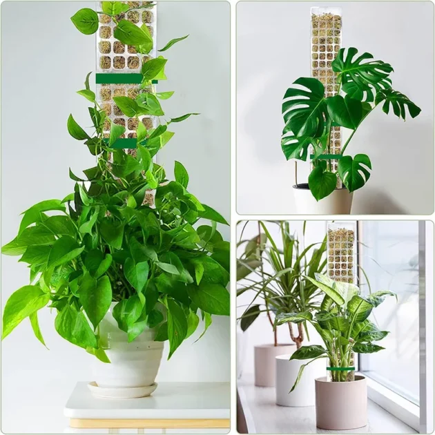 foto philodendron Philodendron hederaceum var. oxycardium – Foliage Factory main image 0